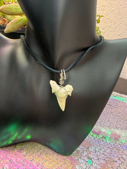 Shark tooth