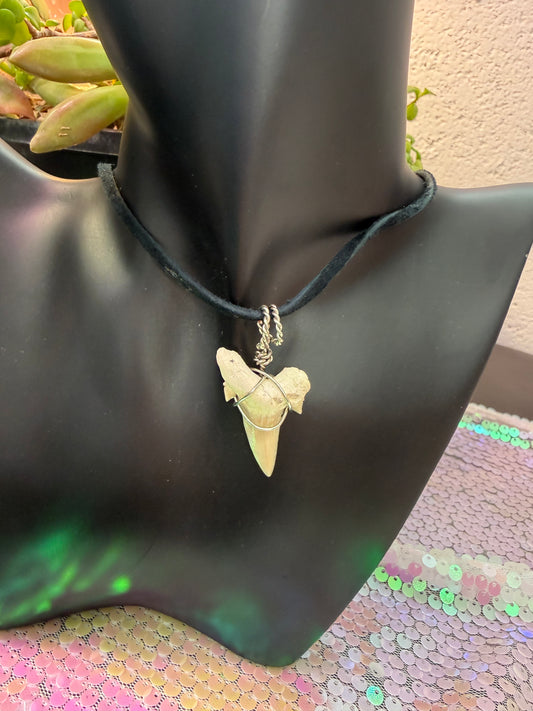 Shark tooth